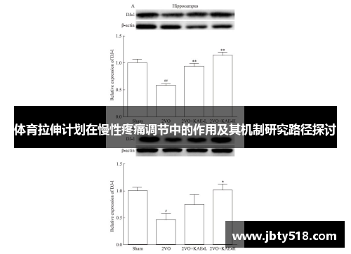 体育拉伸计划在慢性疼痛调节中的作用及其机制研究路径探讨